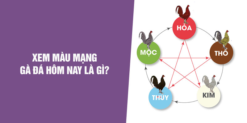 Xem Màu Mạng Gà Đá Hôm Nay Chuẩn Xác Từ Chuyên Gia